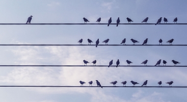 Birds on wires