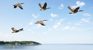Geese flying