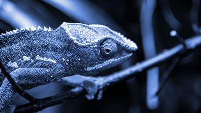 Photo of a chameleon with a blue filter